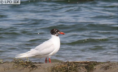 Mouette mélanocéphale