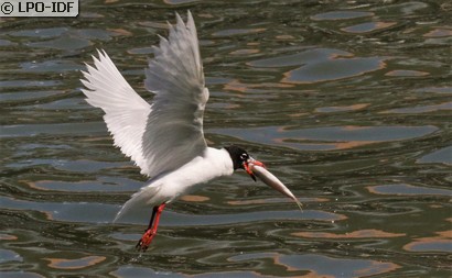 Mouette mélanocéphale