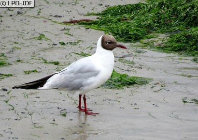 Mouette rieuse