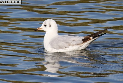 Mouette rieuse