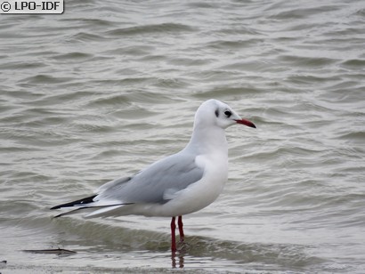 Mouette rieuse