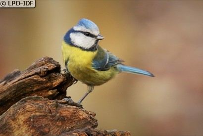 Mésange bleue
