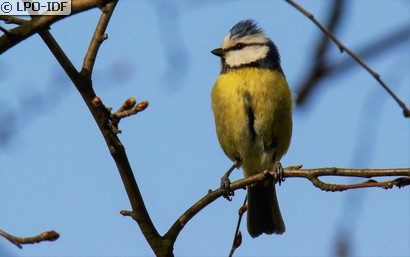 Mésange bleue