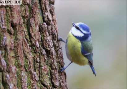 Mésange bleue