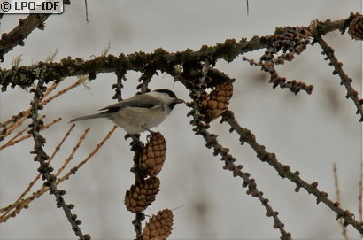 Mésange boréale