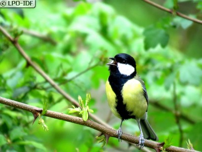 Mésange charbonnière