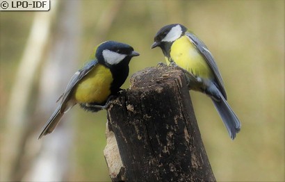 Mésange charbonnière