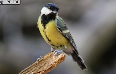 Mésange charbonnière