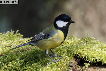 Mésange charbonnière