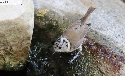 Mésange huppée