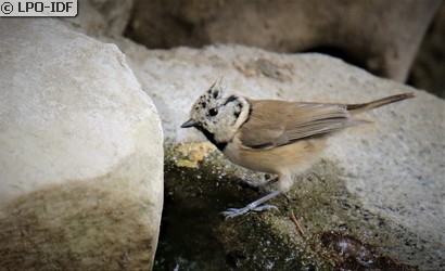 Mésange huppée
