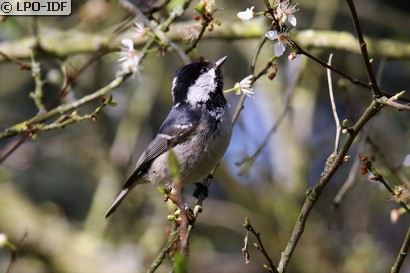 Mésange noire