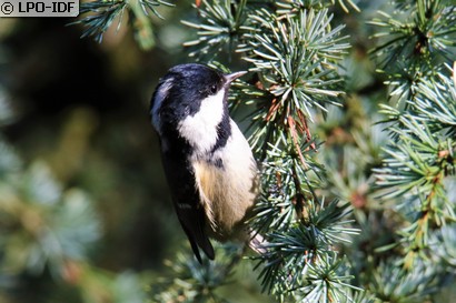 Mésange noire