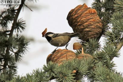 Mésange noire