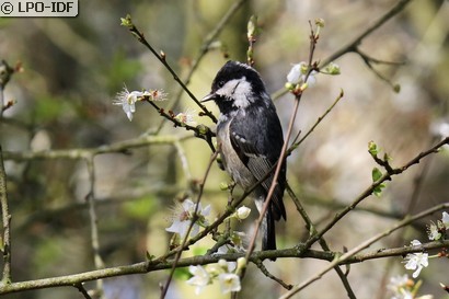 Mésange noire