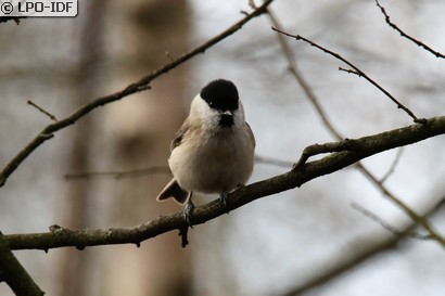 Mésange nonnette