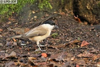 Mésange nonnette