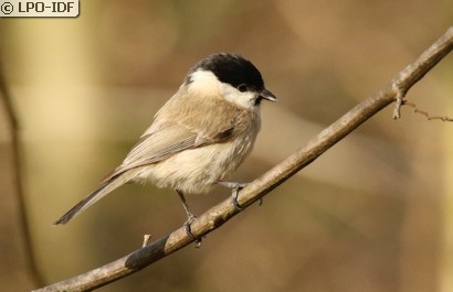 Mésange nonnette