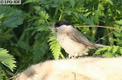 Mésange nonnette