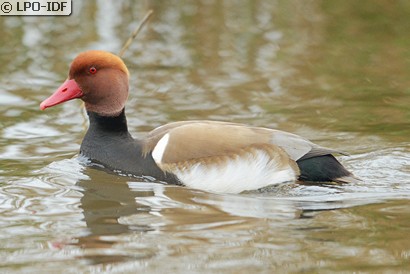 Nette rousse