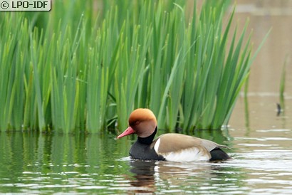 Nette rousse