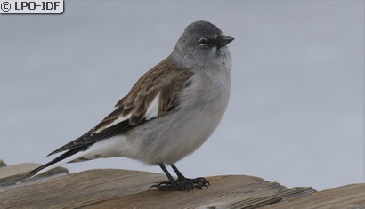 Niverolle alpine
