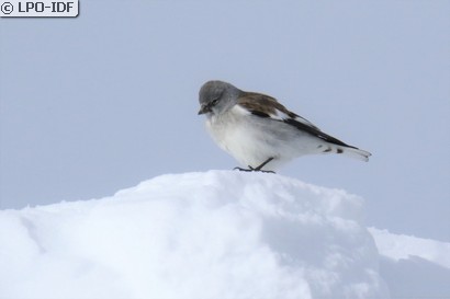 Niverolle alpine