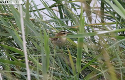 Phragmite des joncs