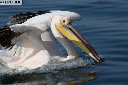 Pélican blanc