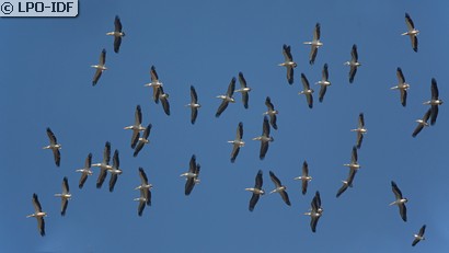 Pélican blanc