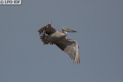 Pélican gris