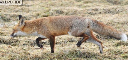 Renard roux
