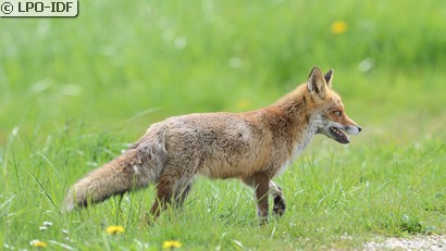 Renard roux