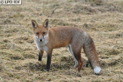 Renard roux