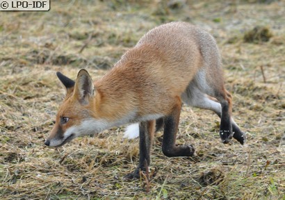 Renard roux