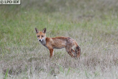 Renard roux