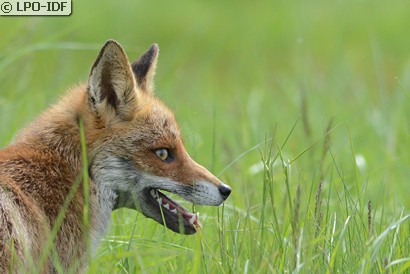 Renard roux