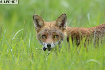 Renard roux