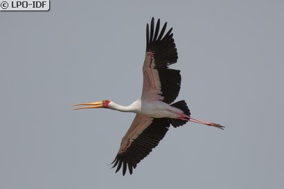 Tantale ibis