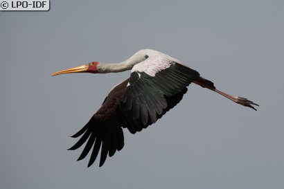Tantale ibis
