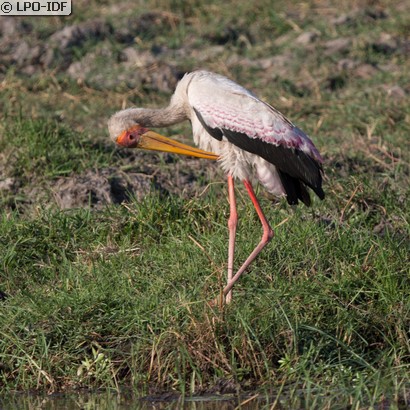 Tantale ibis