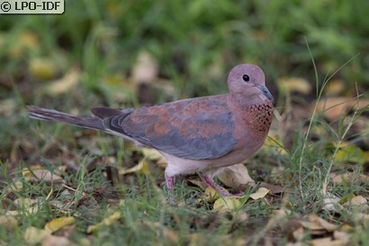 Tourterelle maillée