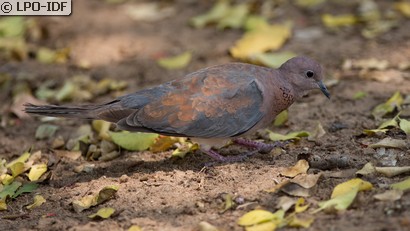 Tourterelle maillée
