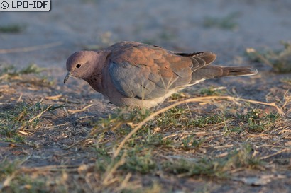 Tourterelle maillée