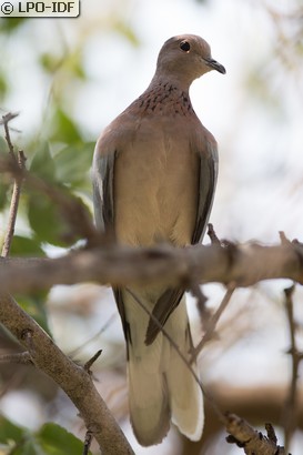 Tourterelle maillée