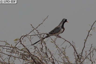 Tourterelle masquée