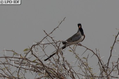 Tourterelle masquée