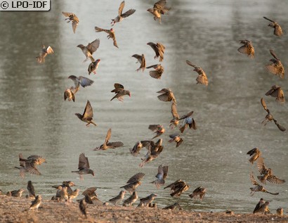 Travailleur à bec rouge