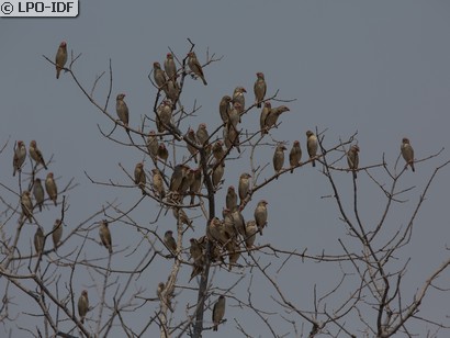 Travailleur à bec rouge