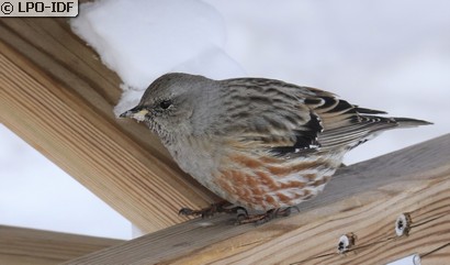 Accenteur alpin